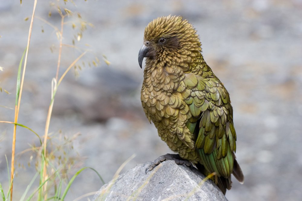 Papoušek kea