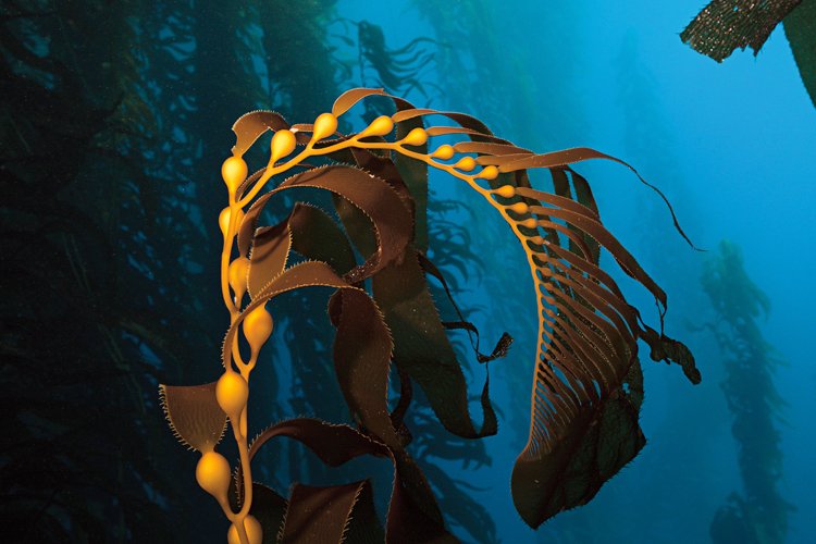 Podmořské kelpové lesy s obrovskou biodiverzitou tvoří velké řasy
