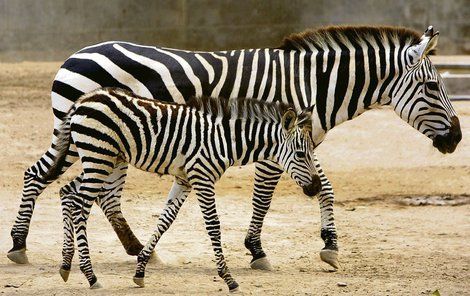 Zebra do 100 tisíc!