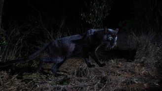 Kamery zachytily vzácného a tajemného černého pantera. Nebyl k dostižení 110 let