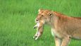 Divoká zvířata jsou tím nejúžasnějším zážitkem. Kdo někdy slyšel řev lva skrývajícího se pár metrů dál v trávě, nikdy nezapomene.