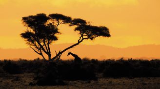 Keňa: Po stopách nejen lvice Elsy