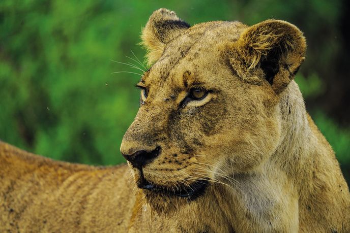 Lvice. Spatřit krále či královnu africké divočiny patří k bontonu dobrého safari.
