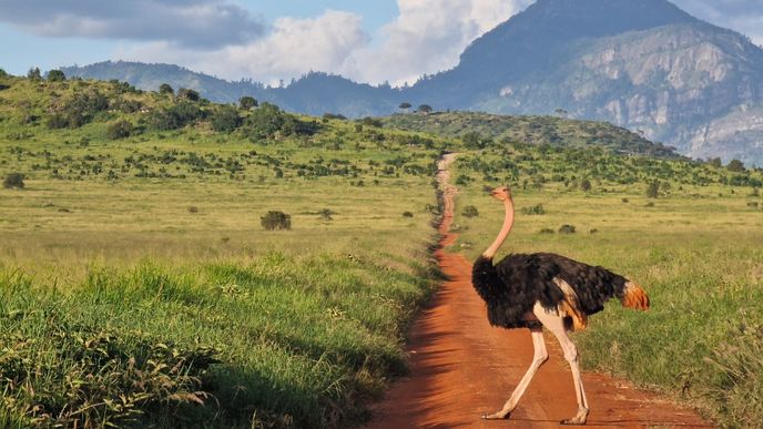 Safari v Keni.