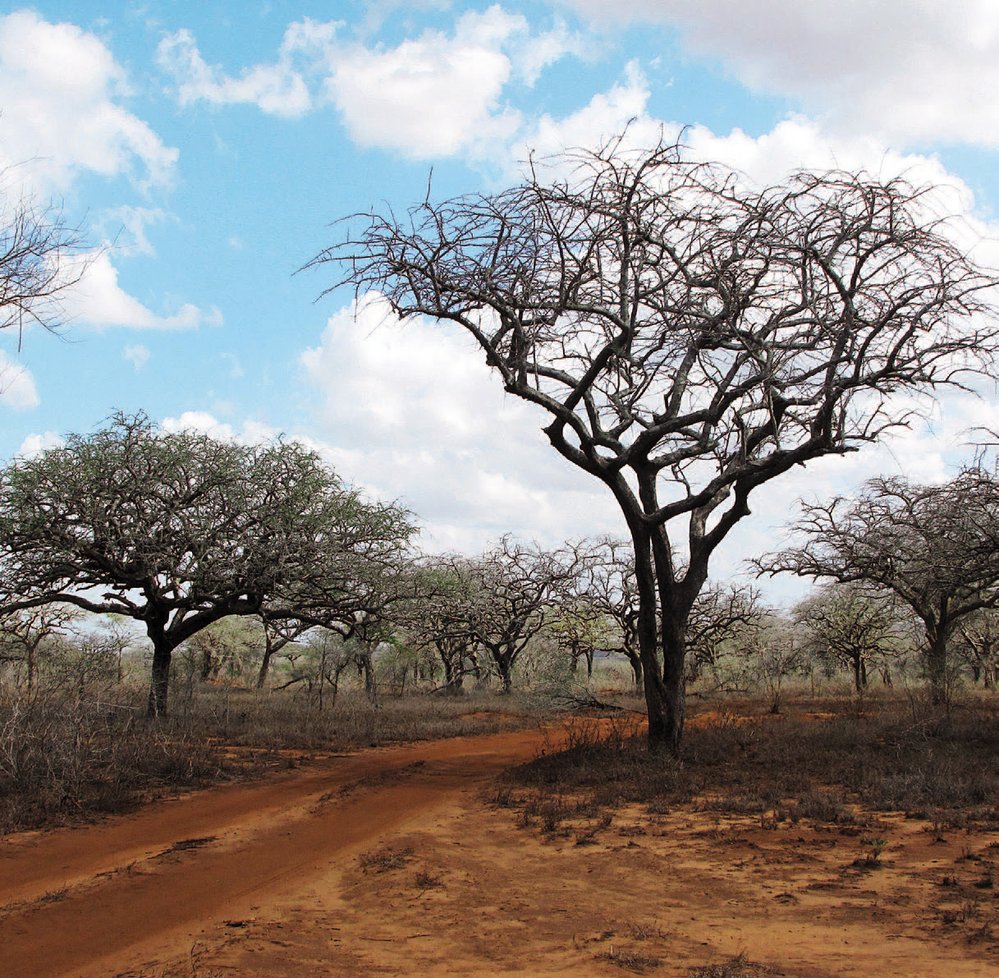 Jediné stromy, které místní nespalují, mají svahilský název mbambara (Commiphora africana), protože jejich dřevo nehoří.