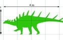 Porovnání velikosti kentrosaura s velikostí člověka