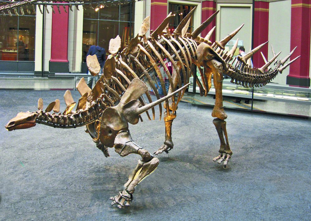 „Obrnění“ dinosauři měli často mohutné kostry