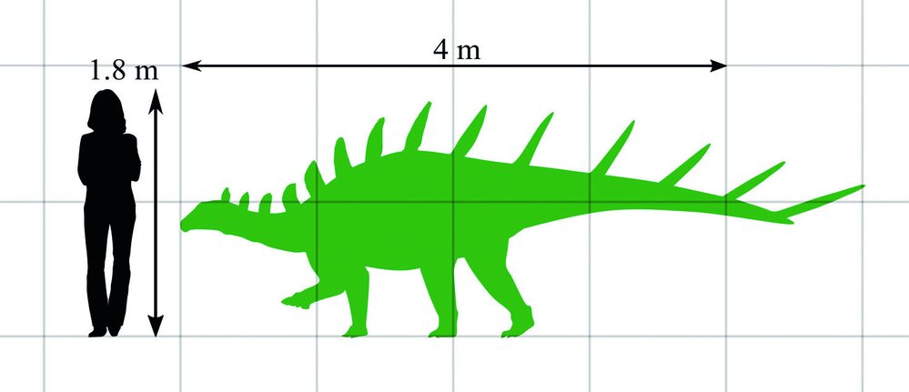 Porovnání velikosti kentrosaura s velikostí člověka