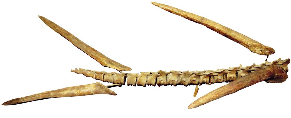 Kostěné bodce na konci kentrosauřího ocasu byly smrtelně nebezpečnou zbraní