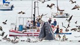 Neuvěřitelná podívaná! Obří velryba vyděsila rybáře