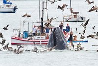 Neuvěřitelná podívaná! Obří velryba vyděsila rybáře