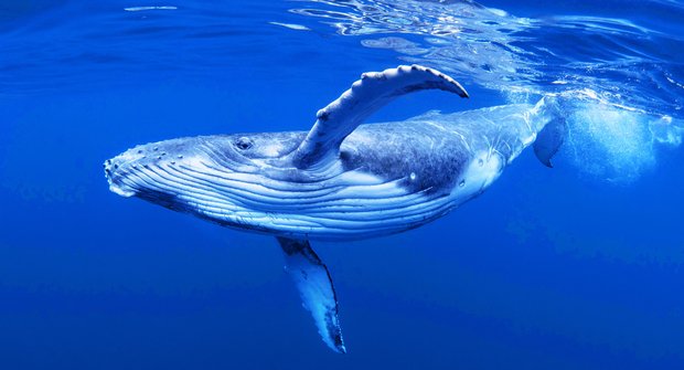 Tajemná hafgufa: Staronová lovecká technika velryb