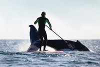 Surfaře překvapila obrovská velryba