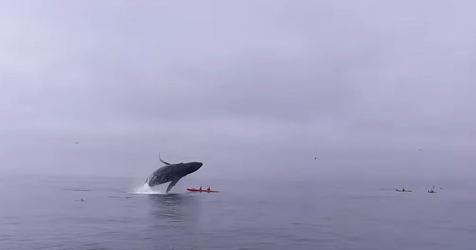 Velryba se naštěstí dokázala ve vzduchu otočit.