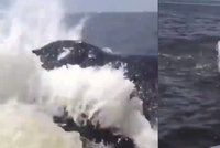 Velryba vrazila v plné rychlosti do rybářské lodi. Vymrštila ji do vzduchu