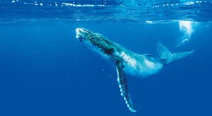 Hnojivo pro fytoplankton: Velryby mohou zachránit planetu