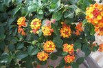 Libora měňavá (Lantana camara)