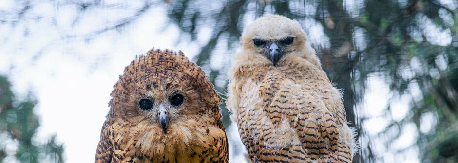 První na světě: Zoo Praha rozmnožila sovu ketupu Pelovu