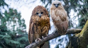 První na světě: Zoo Praha rozmnožila sovu ketupu Pelovu