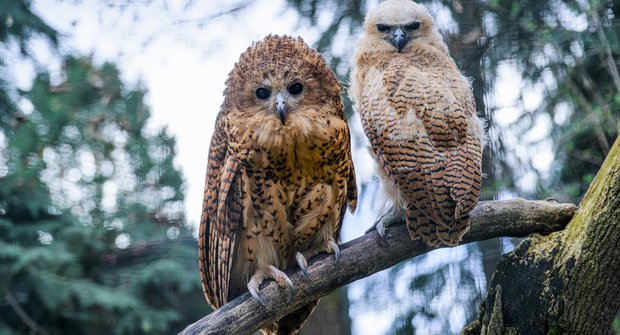 První na světě: Zoo Praha rozmnožila sovu ketupu Pelovu