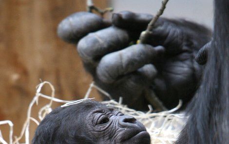 Nová gorilka v pražské zoo.