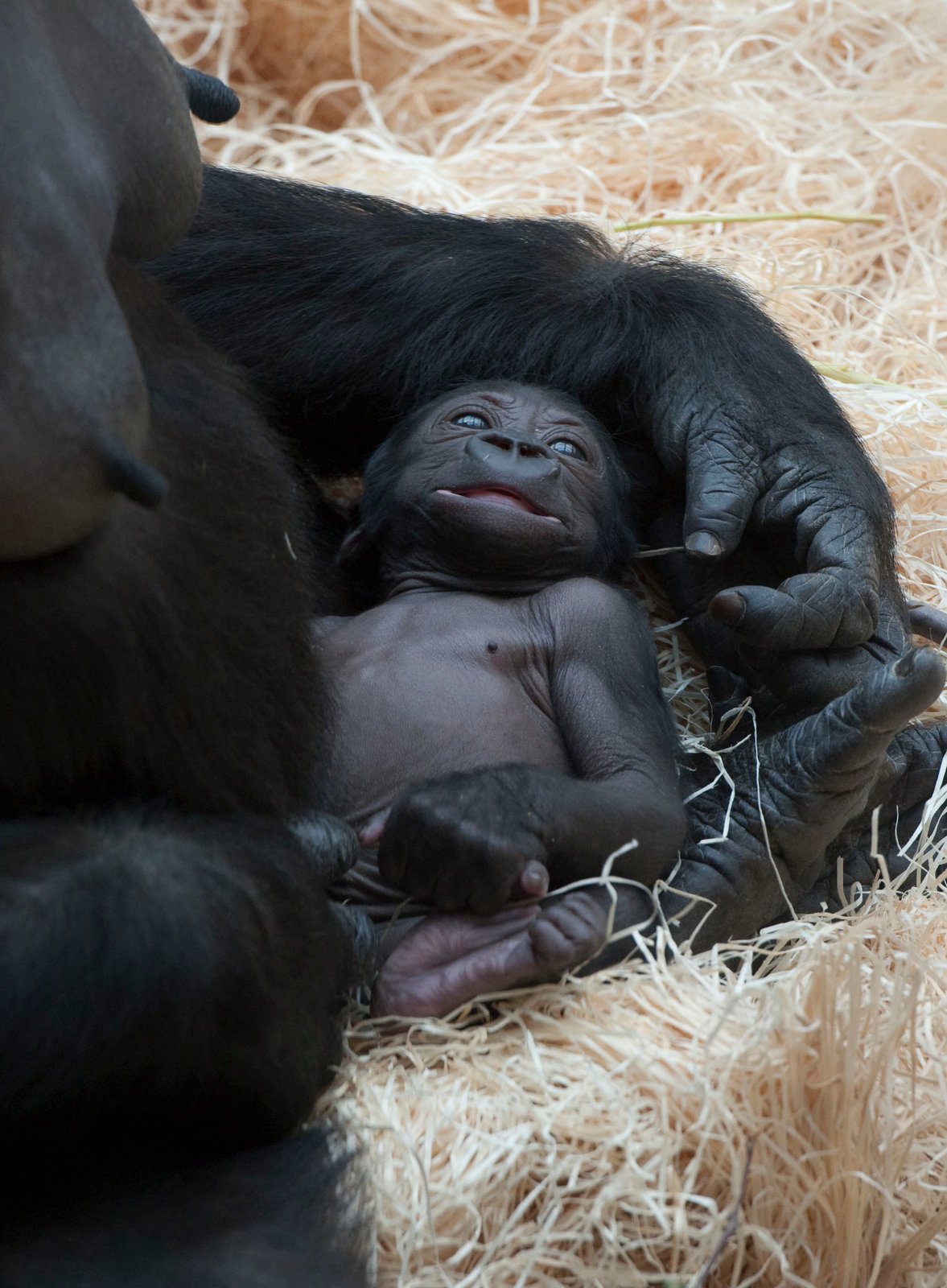 Nová gorilka v pražské zoo.