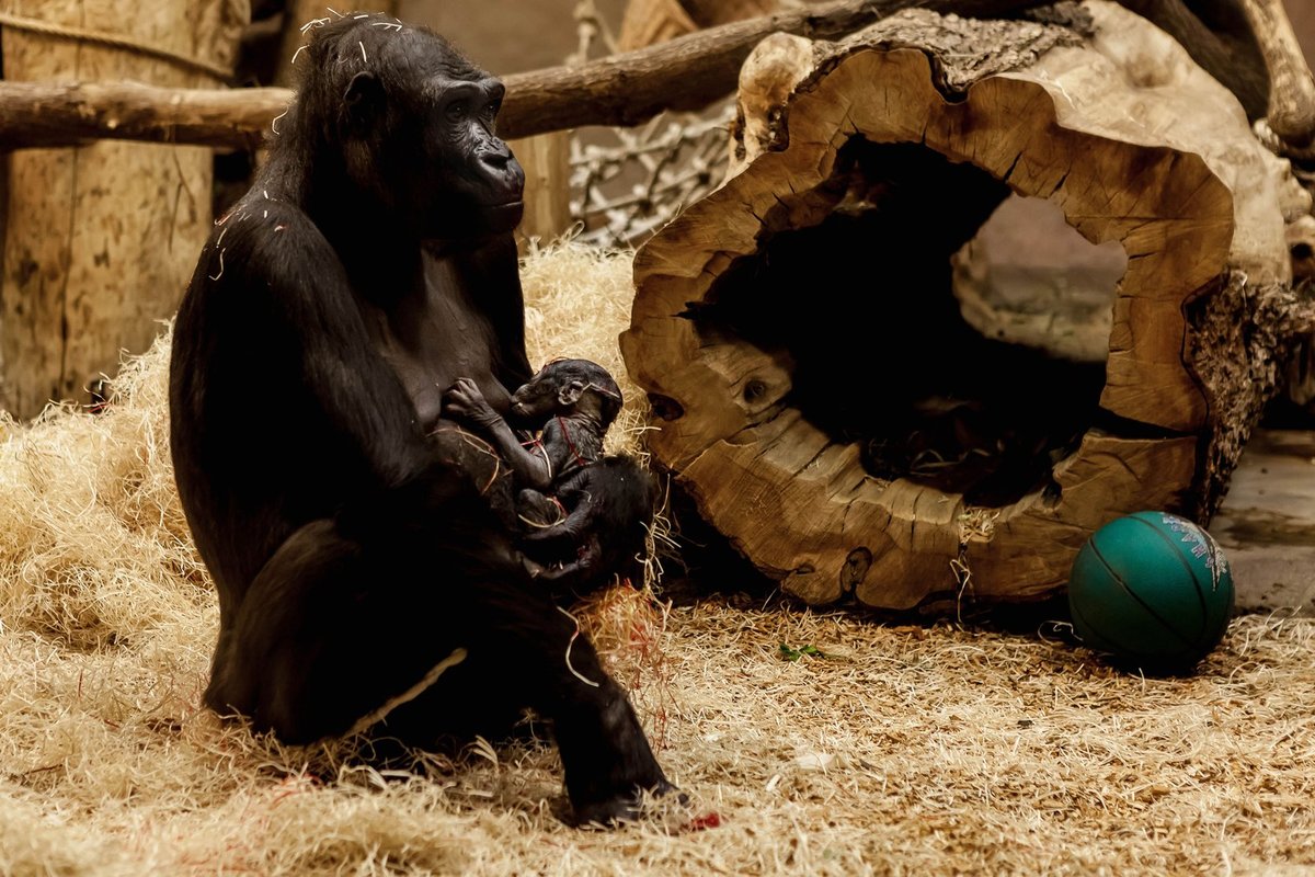 Nová gorilka v pražské zoo.