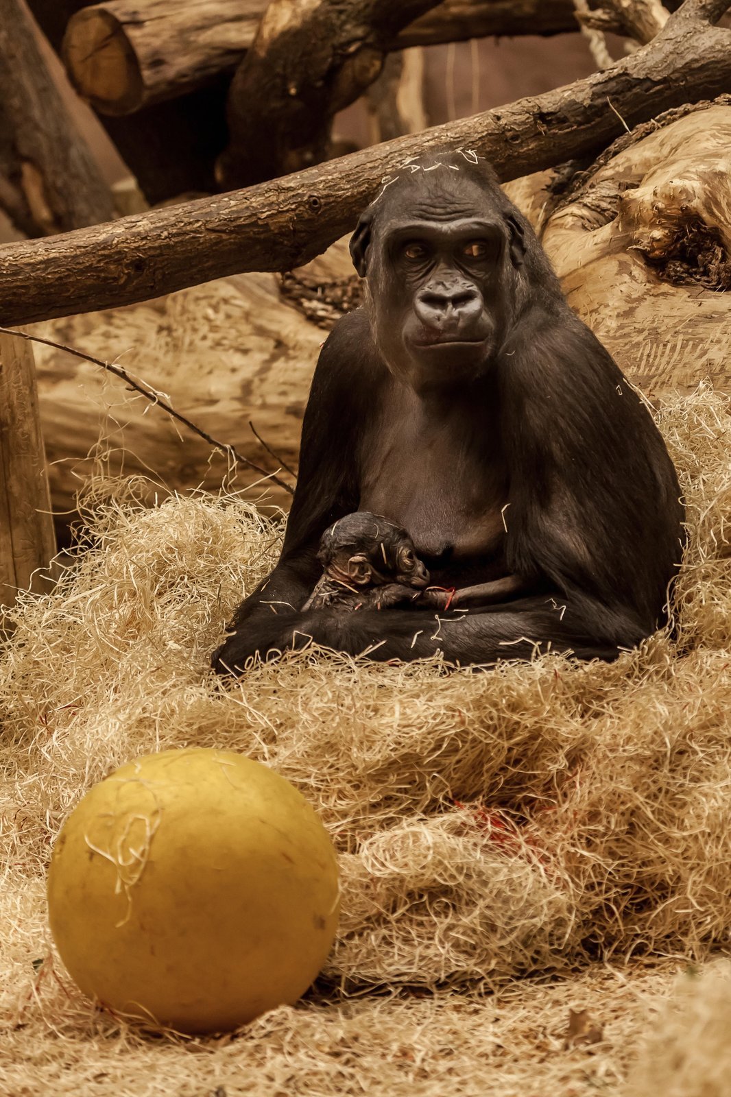 Nová gorilka v pražské zoo.