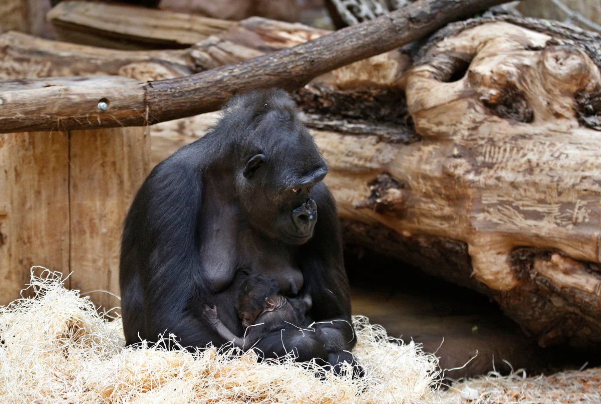 Nová gorilka v pražské zoo.