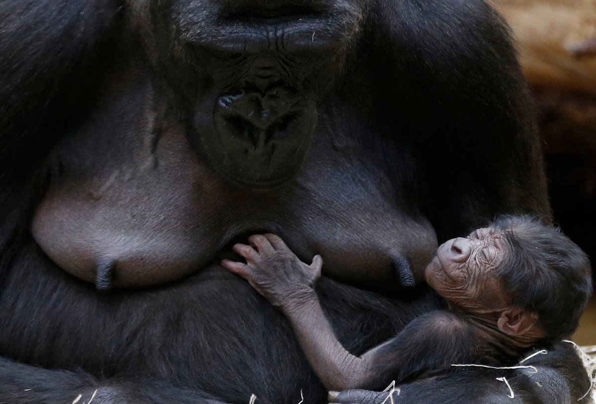 Nová gorilka v pražské zoo.