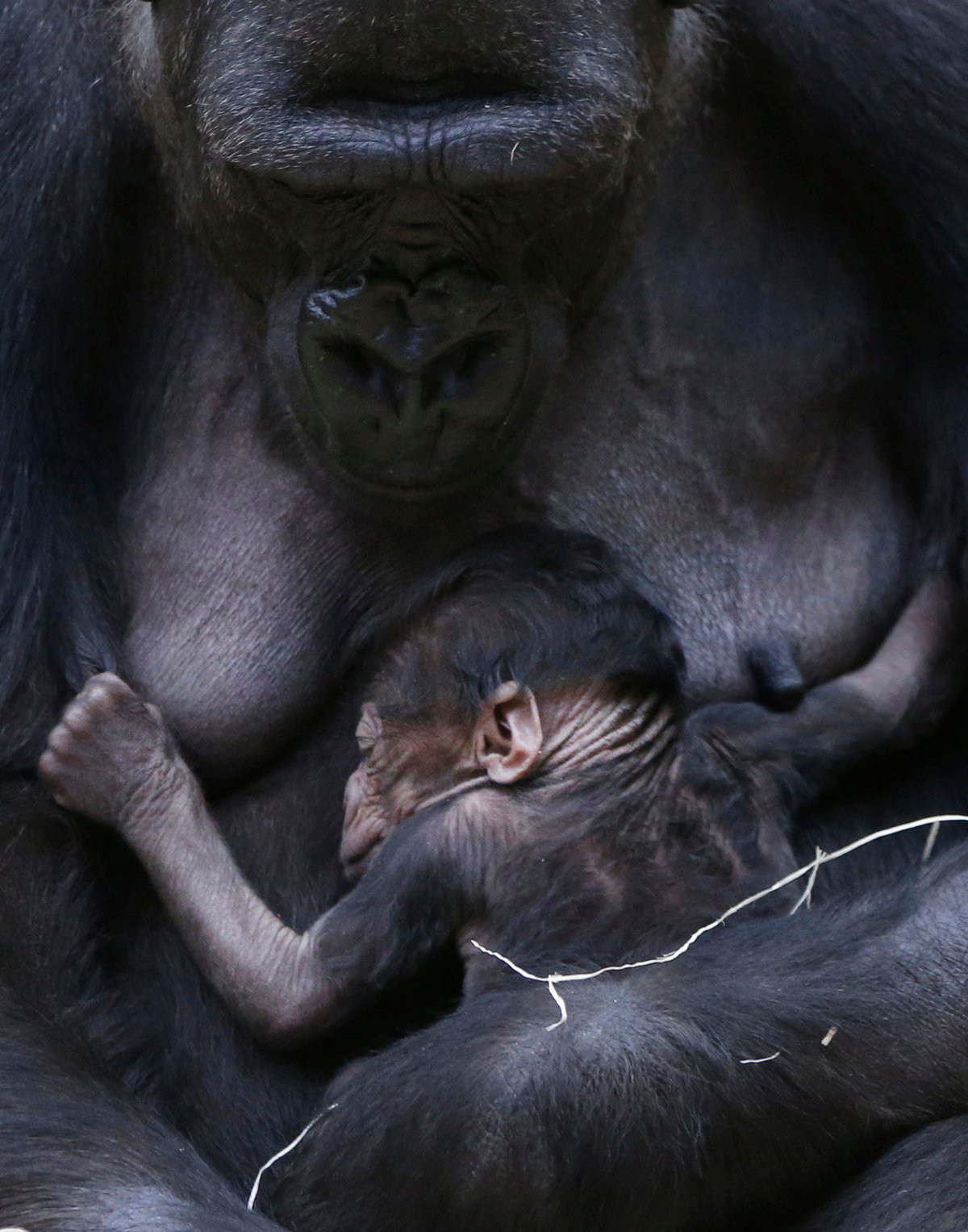 Nová gorilka v pražské zoo.