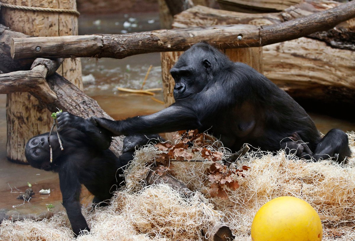 Nová gorilka v pražské zoo.