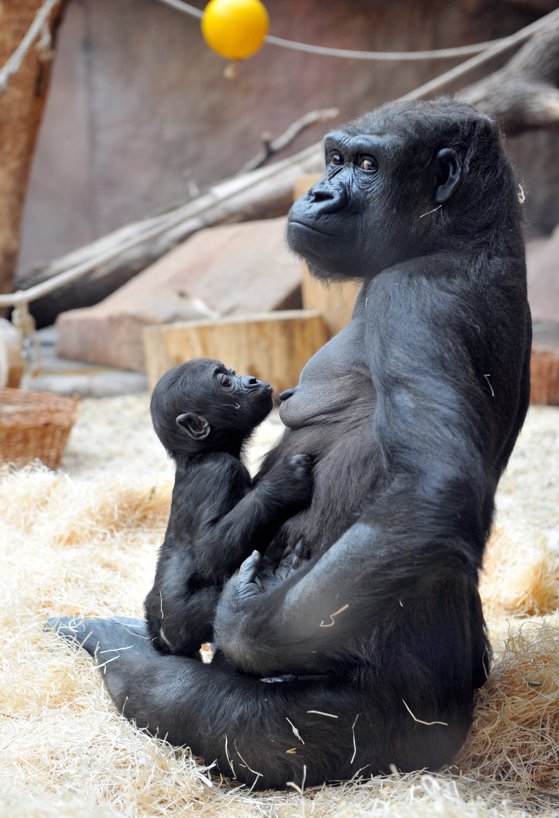 Nová gorilka v pražské zoo.