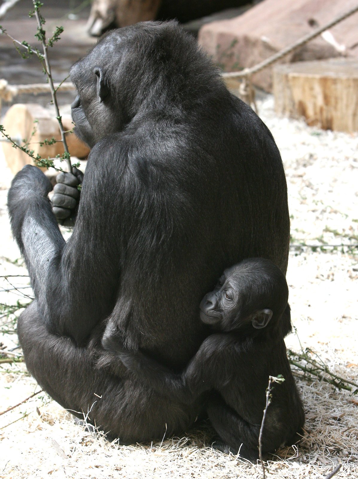 Nová gorilka v pražské zoo.