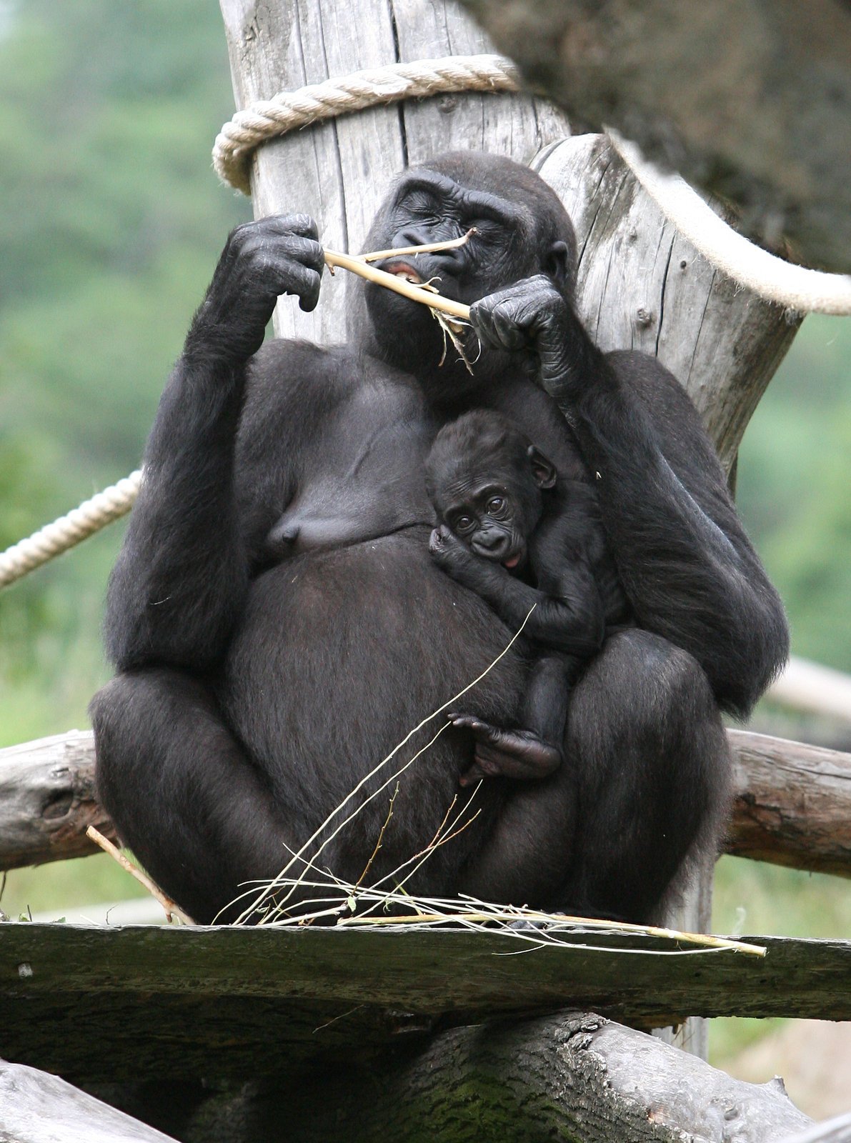 Nová gorilka v pražské zoo.