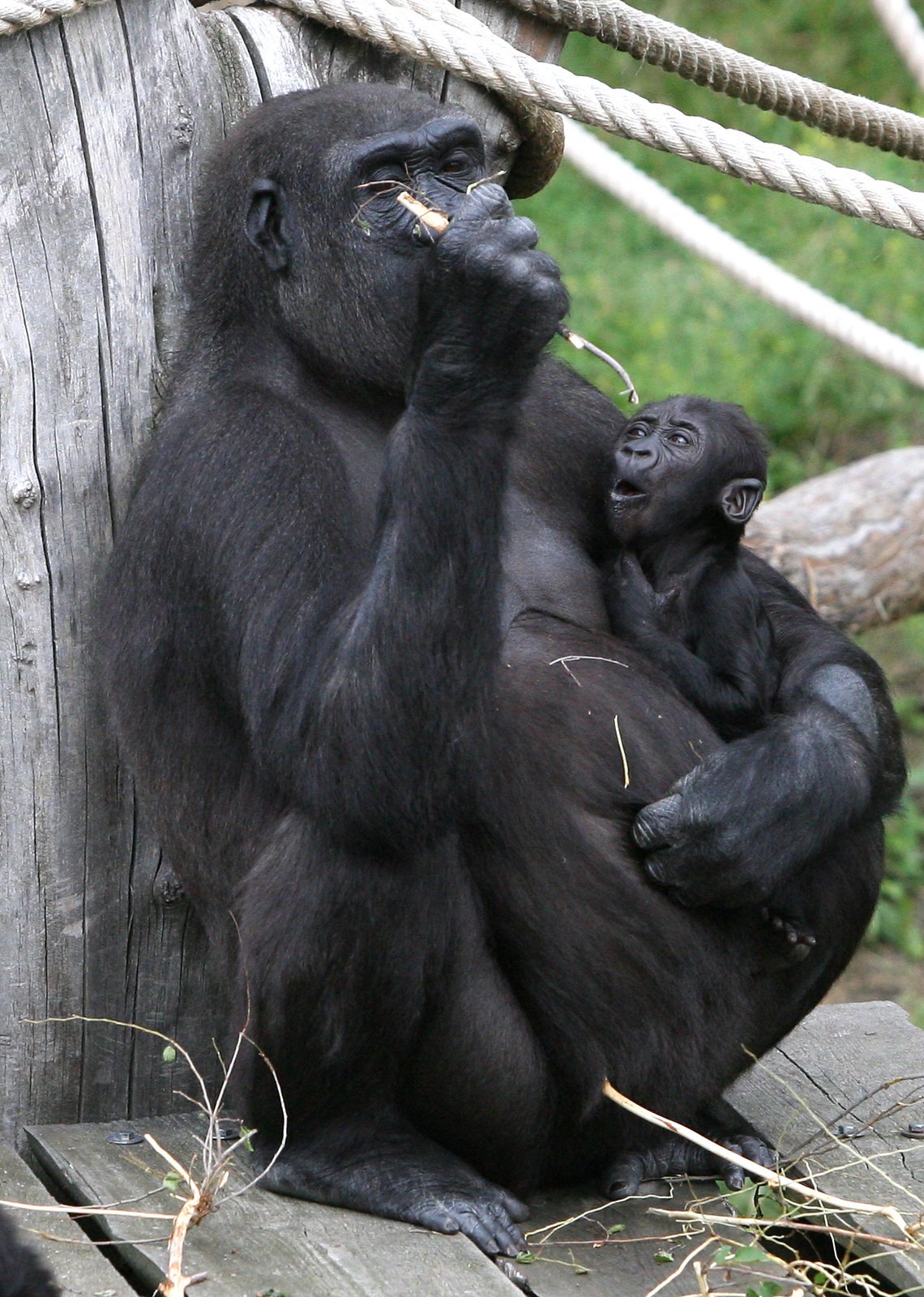 Nová gorilka v pražské zoo.