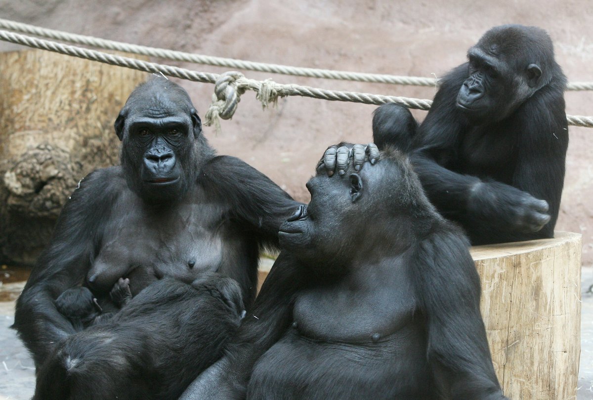 Nová gorilka v pražské zoo.