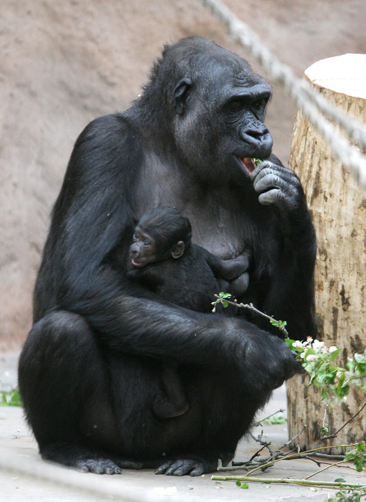 Nová gorilka v pražské zoo.