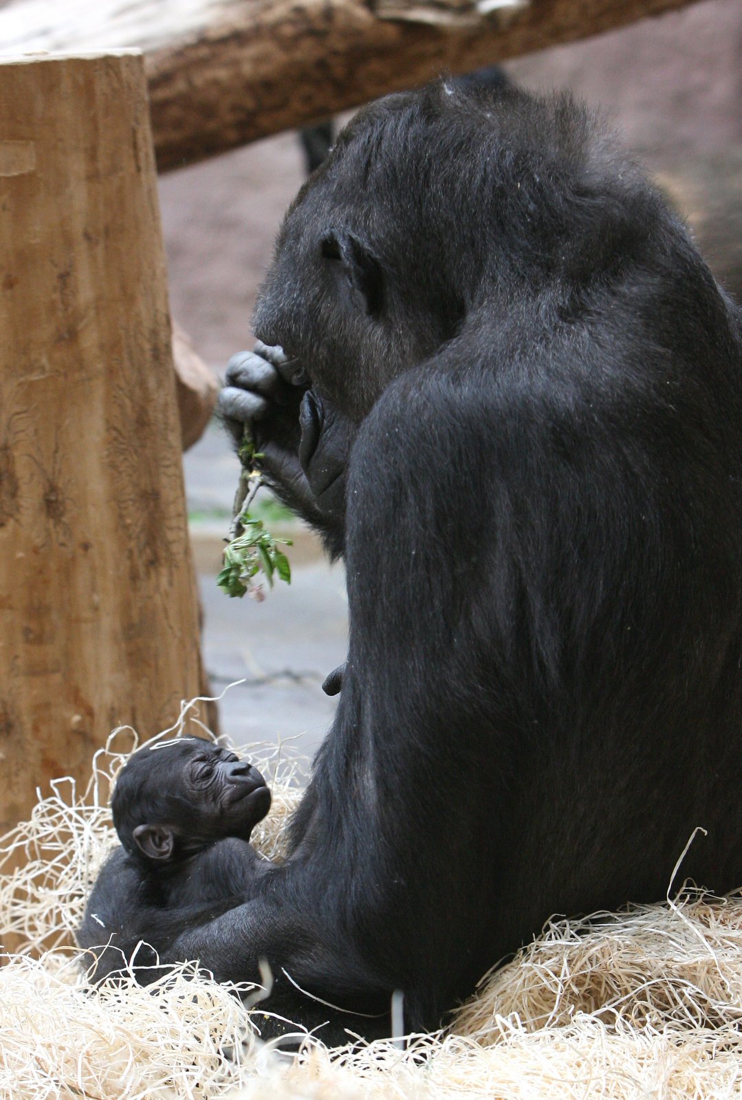 Nová gorilka v pražské zoo.