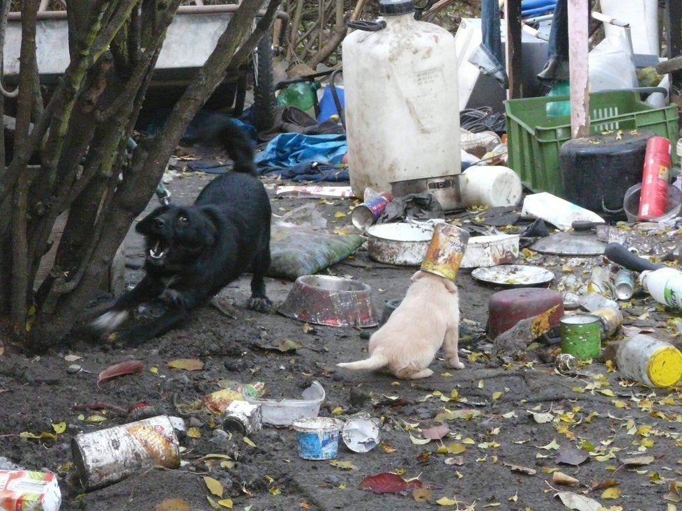 Zoufalý pohled na zvířata, která zůstala v  osadě bezdomovců bez potravy a vody.