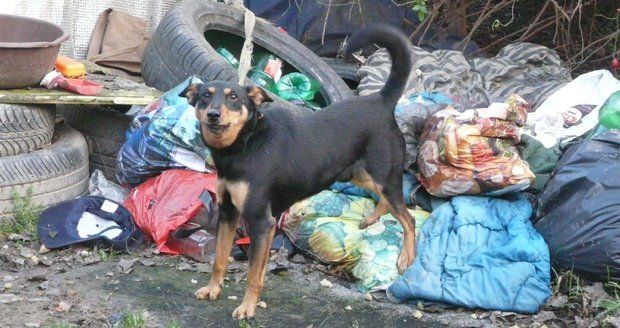 Fenka Kiki žila na smetišti, teď patří k týmu zvířecích záchranářů