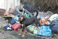 Fenka Kiki žila na smetišti, teď patří k týmu zvířecích záchranářů