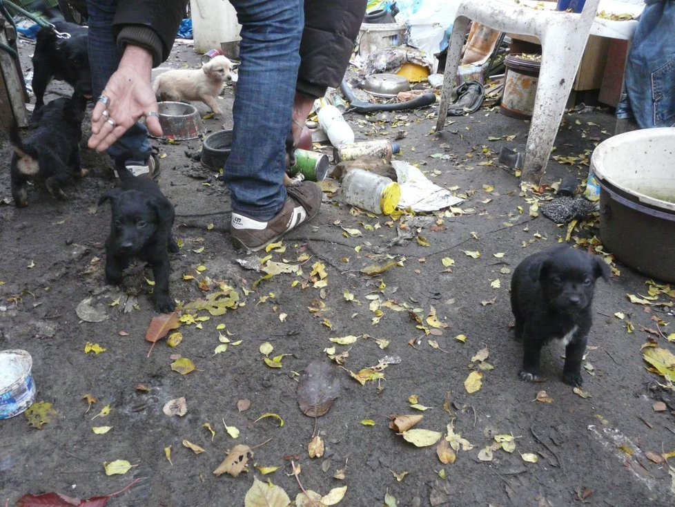 Mezi  odpadky žilo celkem osm psů, z toho pět štěňat.