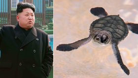 Kim Čong-un nechal popravit šéfa akvária poté, co v něm zahynuly malé želvičky.