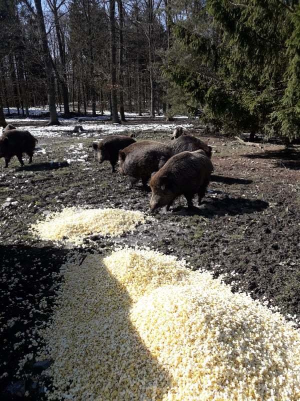 Na popcornu z kina si pochutnali divočáci.