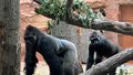 Gorilí samec Kisumu a samice Duni v nové Rezervaci Dja