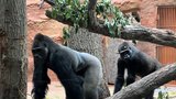 První záběry gorilí rodinky v Zoo Praha! Kisumu (25) a Duni (9) už dovádějí v Rezervaci Dja