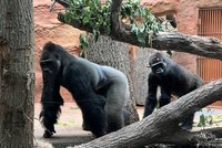 První záběry gorilí rodinky v Zoo Praha! Kisumu (25) a Duni (9) už dovádějí v Rezervaci Dja