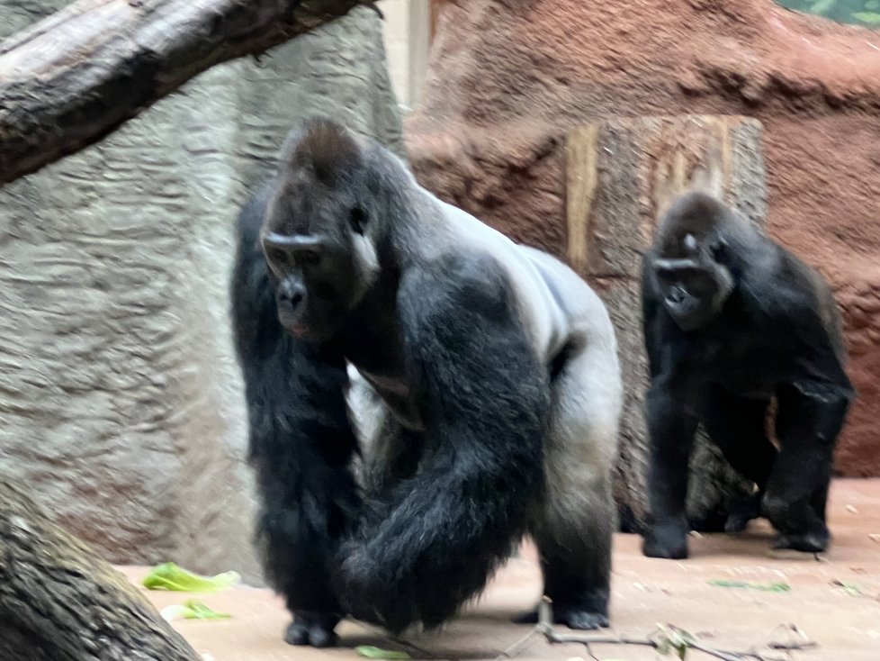 Gorilí samec Kisumu a samice Duni v nové Rezervaci Dja