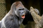 Do pražské zoo přicestoval gorilí samec Kisumu